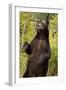 Brown Bear, Katmai National Park, Alaska-null-Framed Photographic Print