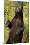 Brown Bear, Katmai National Park, Alaska-null-Mounted Photographic Print