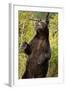 Brown Bear, Katmai National Park, Alaska-null-Framed Photographic Print