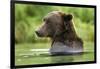 Brown Bear, Katmai National Park, Alaska-Paul Souders-Framed Photographic Print