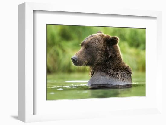 Brown Bear, Katmai National Park, Alaska-Paul Souders-Framed Photographic Print