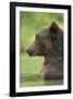 Brown Bear, Katmai National Park, Alaska-Paul Souders-Framed Photographic Print