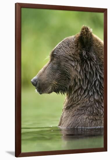 Brown Bear, Katmai National Park, Alaska-Paul Souders-Framed Photographic Print