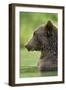 Brown Bear, Katmai National Park, Alaska-Paul Souders-Framed Photographic Print