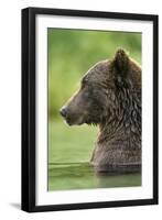 Brown Bear, Katmai National Park, Alaska-Paul Souders-Framed Photographic Print