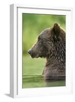 Brown Bear, Katmai National Park, Alaska-Paul Souders-Framed Photographic Print