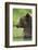 Brown Bear, Katmai National Park, Alaska-Paul Souders-Framed Photographic Print