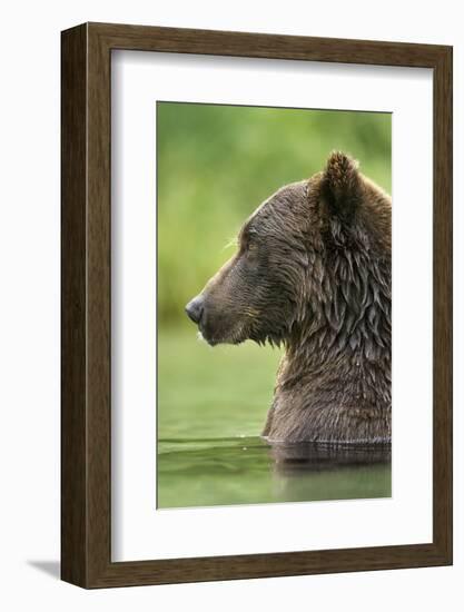 Brown Bear, Katmai National Park, Alaska-Paul Souders-Framed Photographic Print