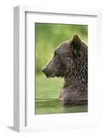 Brown Bear, Katmai National Park, Alaska-Paul Souders-Framed Photographic Print