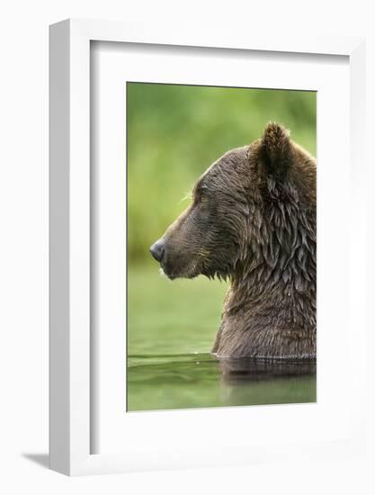 Brown Bear, Katmai National Park, Alaska-Paul Souders-Framed Photographic Print