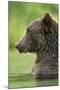 Brown Bear, Katmai National Park, Alaska-Paul Souders-Mounted Photographic Print