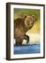 Brown Bear, Katmai National Park, Alaska-Paul Souders-Framed Photographic Print