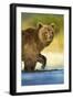 Brown Bear, Katmai National Park, Alaska-Paul Souders-Framed Photographic Print