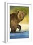 Brown Bear, Katmai National Park, Alaska-Paul Souders-Framed Photographic Print