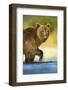 Brown Bear, Katmai National Park, Alaska-Paul Souders-Framed Photographic Print