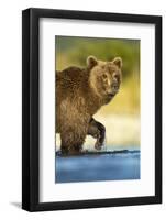 Brown Bear, Katmai National Park, Alaska-Paul Souders-Framed Photographic Print