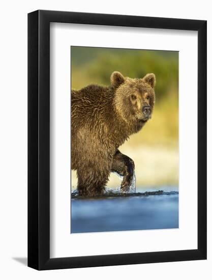 Brown Bear, Katmai National Park, Alaska-Paul Souders-Framed Photographic Print