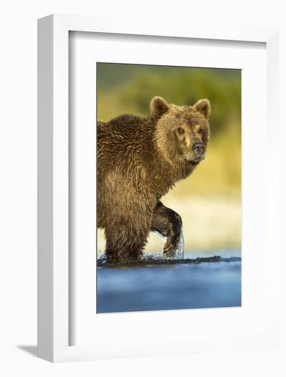 Brown Bear, Katmai National Park, Alaska-Paul Souders-Framed Photographic Print