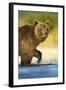 Brown Bear, Katmai National Park, Alaska-Paul Souders-Framed Photographic Print