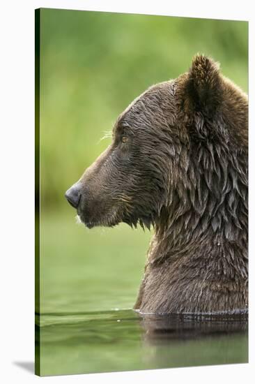 Brown Bear, Katmai National Park, Alaska-Paul Souders-Stretched Canvas