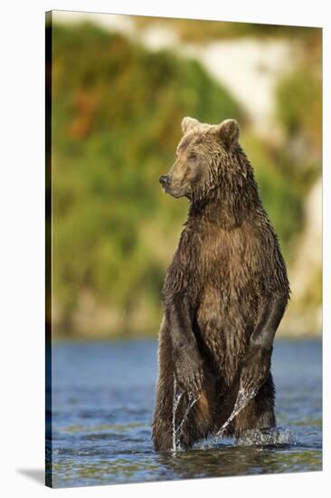 Brown Bear, Katmai National Park, Alaska-Paul Souders-Stretched Canvas