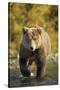 Brown Bear, Katmai National Park, Alaska-Paul Souders-Stretched Canvas