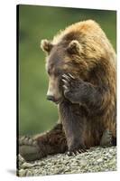 Brown Bear, Katmai National Park, Alaska-Paul Souders-Stretched Canvas