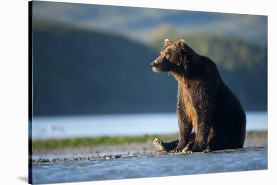 Brown Bear, Katmai National Park, Alaska-Paul Souders-Stretched Canvas