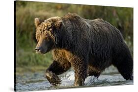 Brown Bear, Katmai National Park, Alaska-Paul Souders-Stretched Canvas