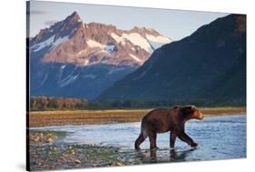 Brown Bear, Katmai National Park, Alaska-Paul Souders-Stretched Canvas