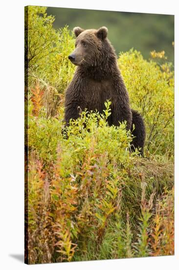 Brown Bear, Katmai National Park, Alaska-Paul Souders-Stretched Canvas