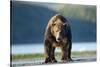 Brown Bear, Katmai National Park, Alaska-Paul Souders-Stretched Canvas