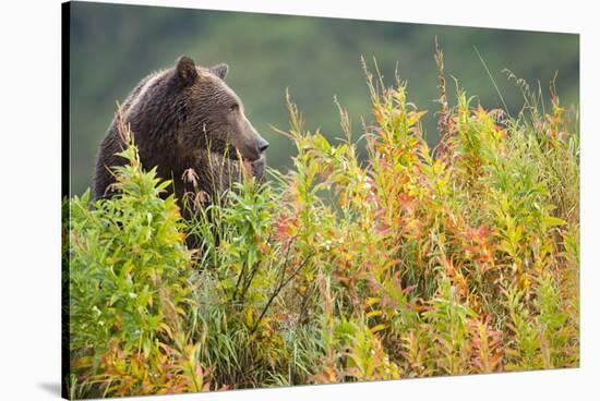 Brown Bear, Katmai National Park, Alaska-Paul Souders-Stretched Canvas