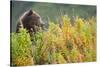 Brown Bear, Katmai National Park, Alaska-Paul Souders-Stretched Canvas