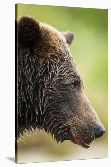 Brown Bear, Katmai National Park, Alaska-null-Stretched Canvas