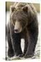 Brown Bear, Katmai National Park, Alaska-null-Stretched Canvas