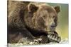 Brown Bear, Katmai National Park, Alaska-Paul Souders-Stretched Canvas