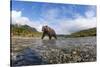 Brown Bear, Katmai National Park, Alaska-null-Stretched Canvas