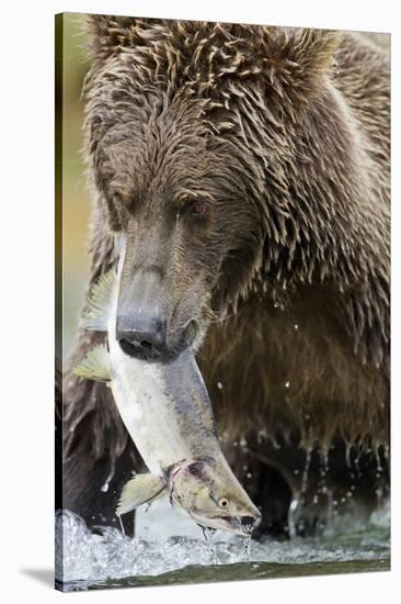 Brown Bear, Katmai National Park, Alaska-null-Stretched Canvas