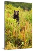 Brown Bear, Katmai National Park, Alaska-null-Stretched Canvas