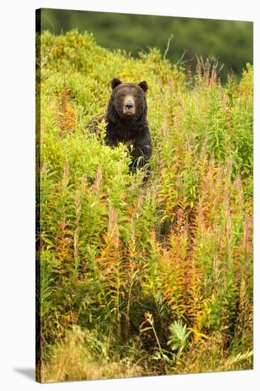 Brown Bear, Katmai National Park, Alaska-null-Stretched Canvas