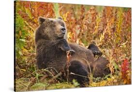 Brown Bear, Katmai National Park, Alaska-null-Stretched Canvas