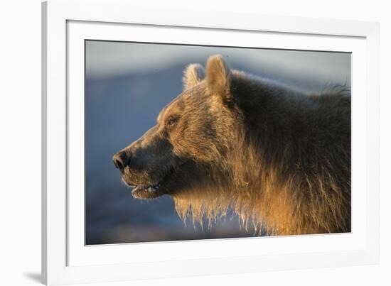 Brown bear, Kronotsky Nature Reserve, Kamchatka, Russia-Valeriy Maleev-Framed Photographic Print