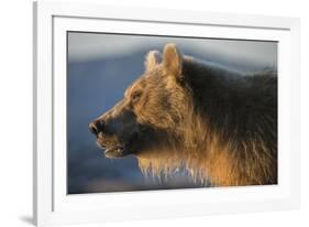 Brown bear, Kronotsky Nature Reserve, Kamchatka, Russia-Valeriy Maleev-Framed Photographic Print