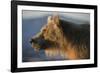 Brown bear, Kronotsky Nature Reserve, Kamchatka, Russia-Valeriy Maleev-Framed Photographic Print