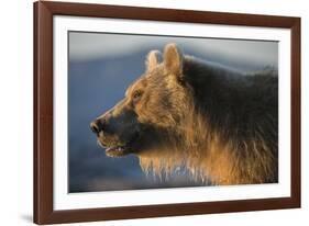 Brown bear, Kronotsky Nature Reserve, Kamchatka, Russia-Valeriy Maleev-Framed Photographic Print