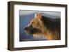 Brown bear, Kronotsky Nature Reserve, Kamchatka, Russia-Valeriy Maleev-Framed Photographic Print