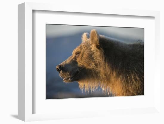 Brown bear, Kronotsky Nature Reserve, Kamchatka, Russia-Valeriy Maleev-Framed Photographic Print