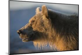 Brown bear, Kronotsky Nature Reserve, Kamchatka, Russia-Valeriy Maleev-Mounted Photographic Print