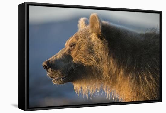 Brown bear, Kronotsky Nature Reserve, Kamchatka, Russia-Valeriy Maleev-Framed Stretched Canvas